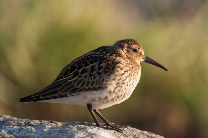 Calidris Alpina