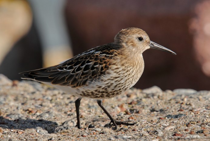 Чернозобик Calidris Alpina
