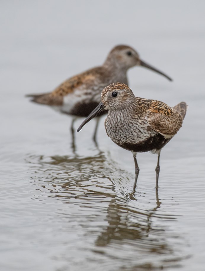 Чернозобик Calidris Alpina