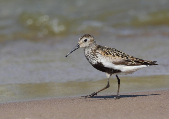 Чернозобик Calidris Alpina