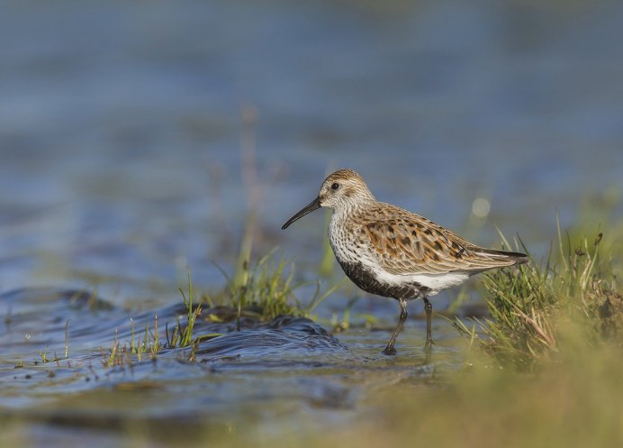 Чернозобик Calidris Alpina