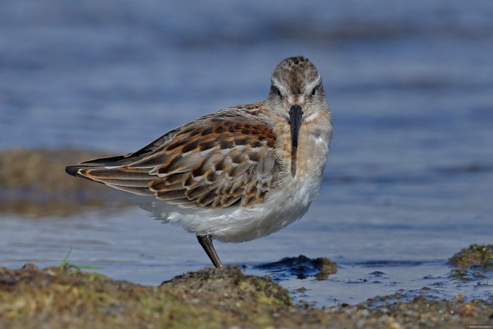 Чернозобик Calidris Alpina
