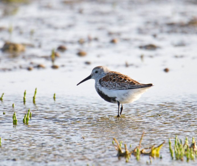 Calidris ptilocnemis