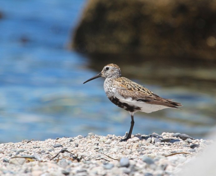 Чернозобик Calidris Alpina
