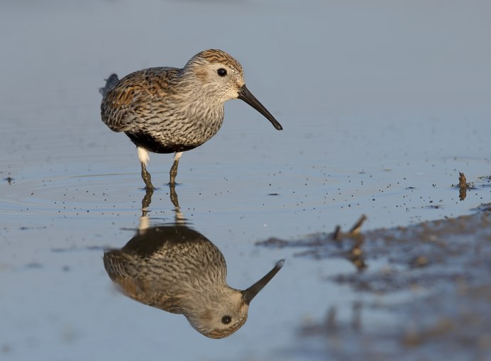 Черногрудый (Calidris Alpina)