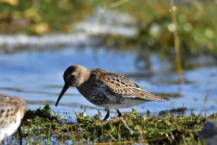 Чернозобик Calidris Alpina