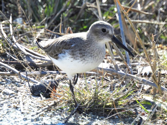Чернозобик Calidris Alpina