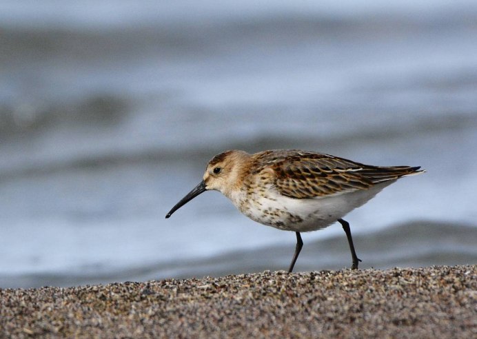 Чернозобик Calidris Alpina (Linnaeus, 1758)