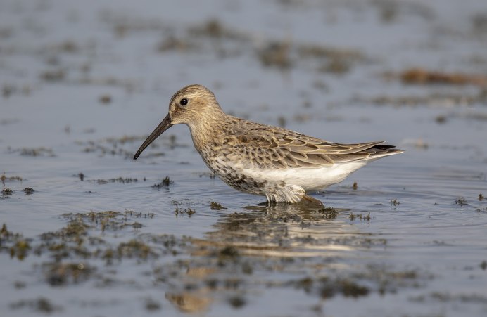 Чернозобик (Calidris Alpina) Dunlin