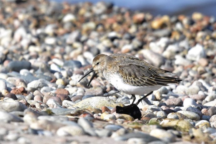 Чернозобик Calidris Alpina (Linnaeus, 1758)