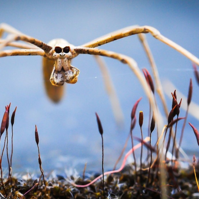 Паук Dinopidae spinosa
