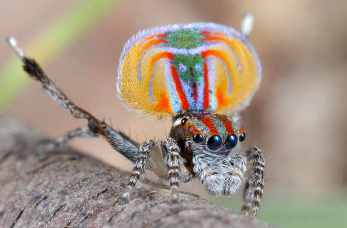 Deinopidae паук