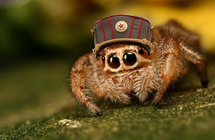Болотный паук (лат. Pardosa paludicola)
