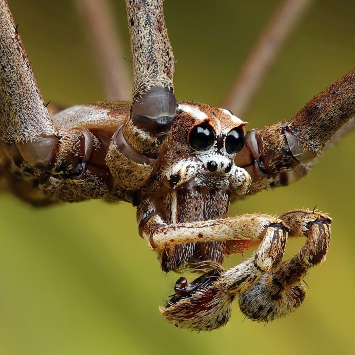 Deinopidae паук