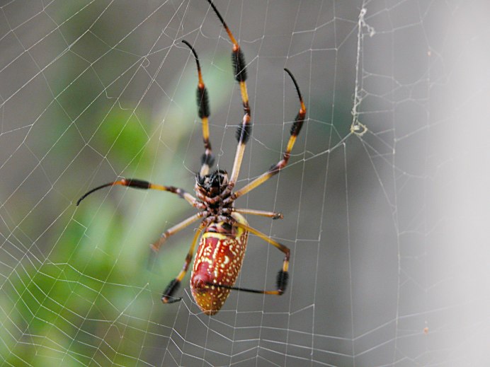 Deinopis subrufa