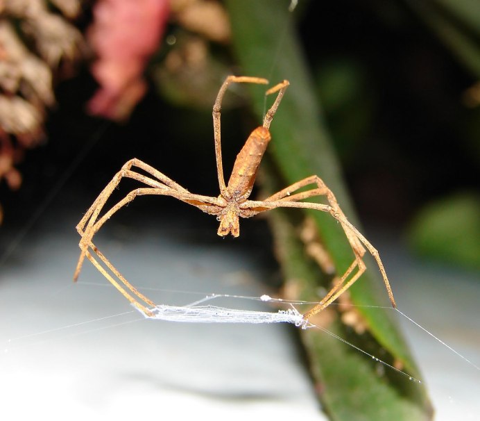 Crab Spider паук