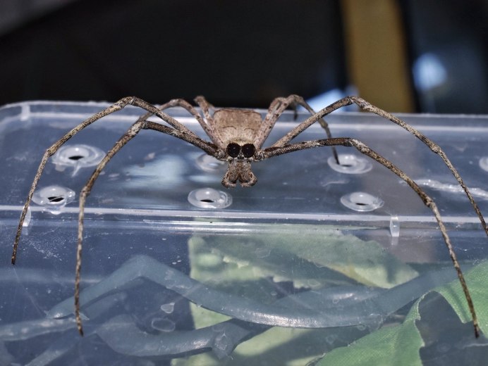 Deinopis subrufa