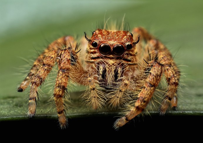 Паук Giaus villosus