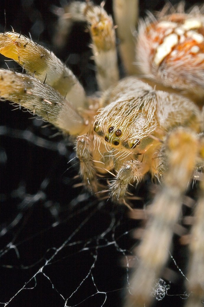 Pyrenecosa spinosa паук