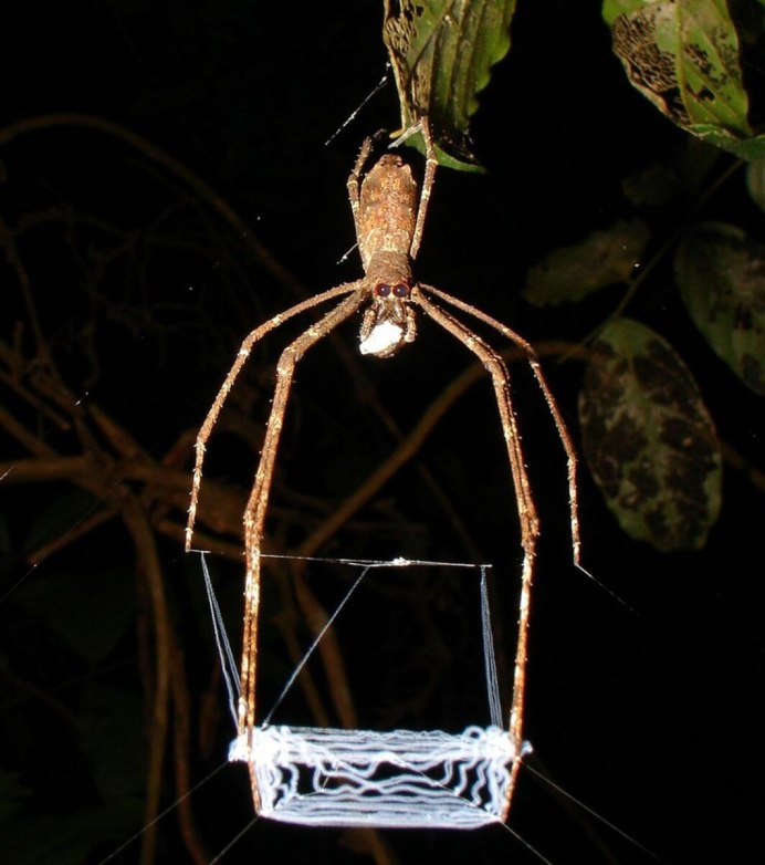 Пауки семейства Dinopidae spinosa