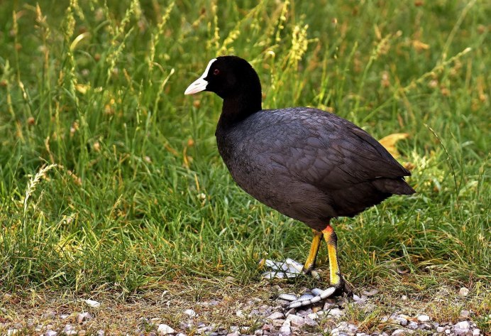 Лысуха (Fulica atra)