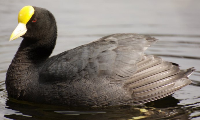 American Coot