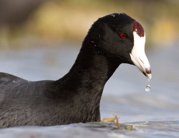 Лысуха (Fulica atra)
