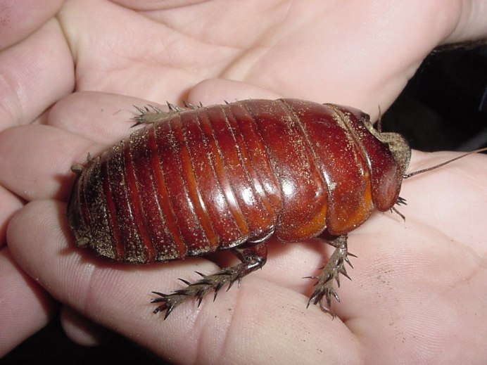 Archimandrita tessellata