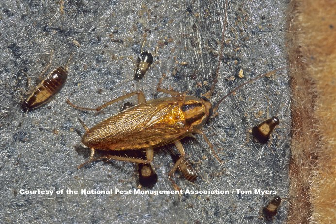Periplaneta fuliginosa