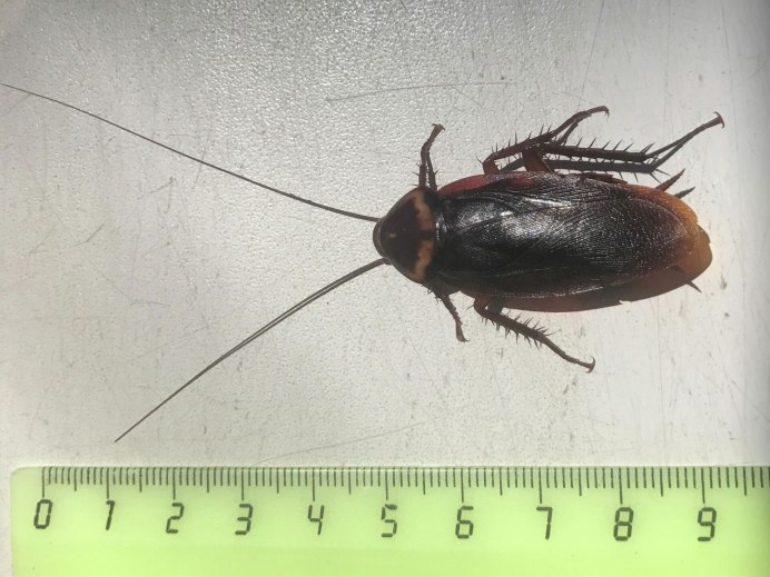 Рыжий таракан Blattella Germanica