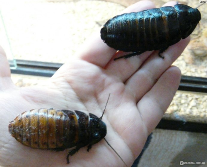 Тараканы Blattoptera