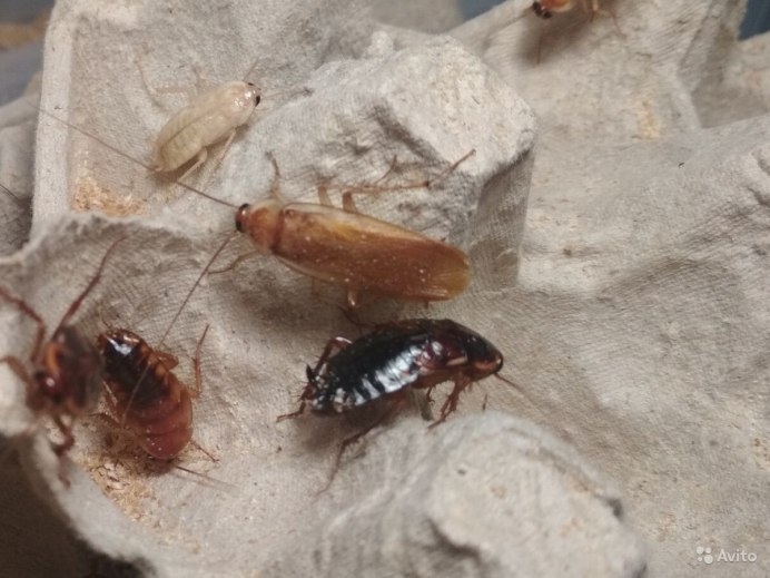 Nauphoeta cinerea мраморный таракан