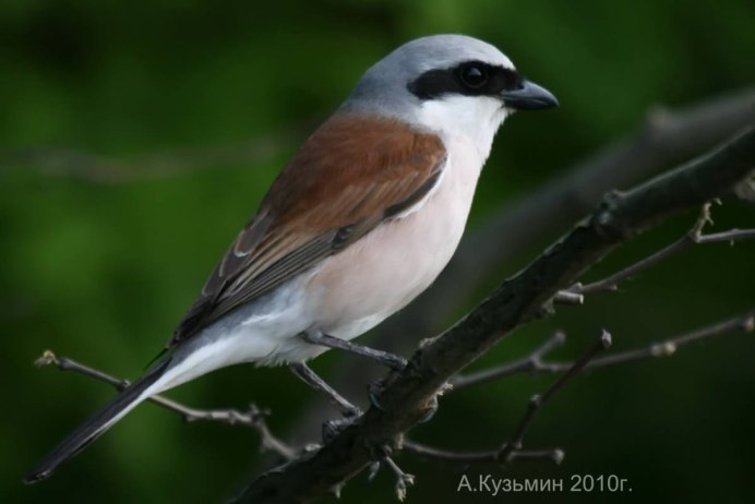 Pica hudsonia американская сорока