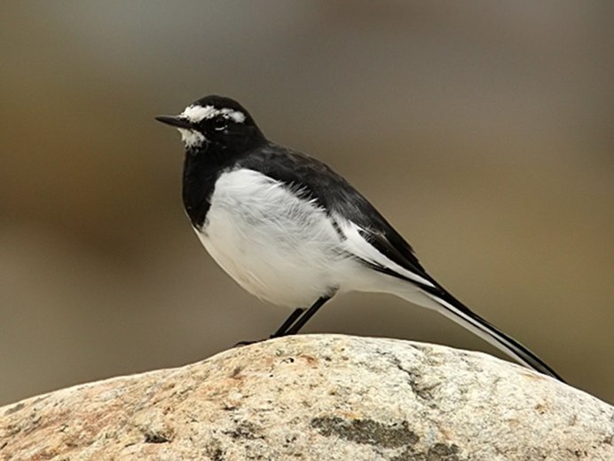 Японская пестрая трясогузка