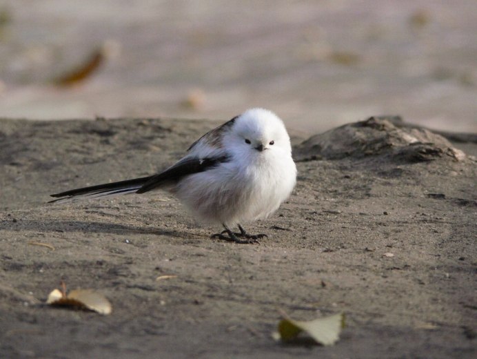 Птица хищник с белой грудкой
