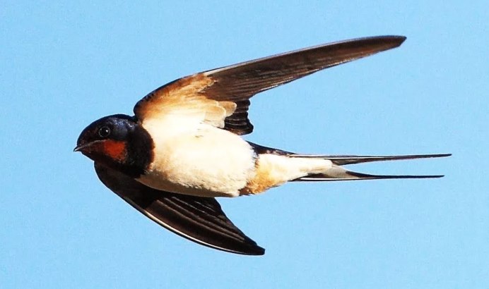 Черный Стриж птица