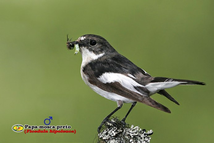 Трясогузка белая трясогузка