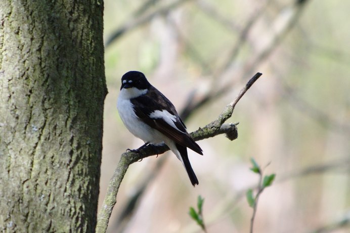 Воробьинообразные птицы сорока