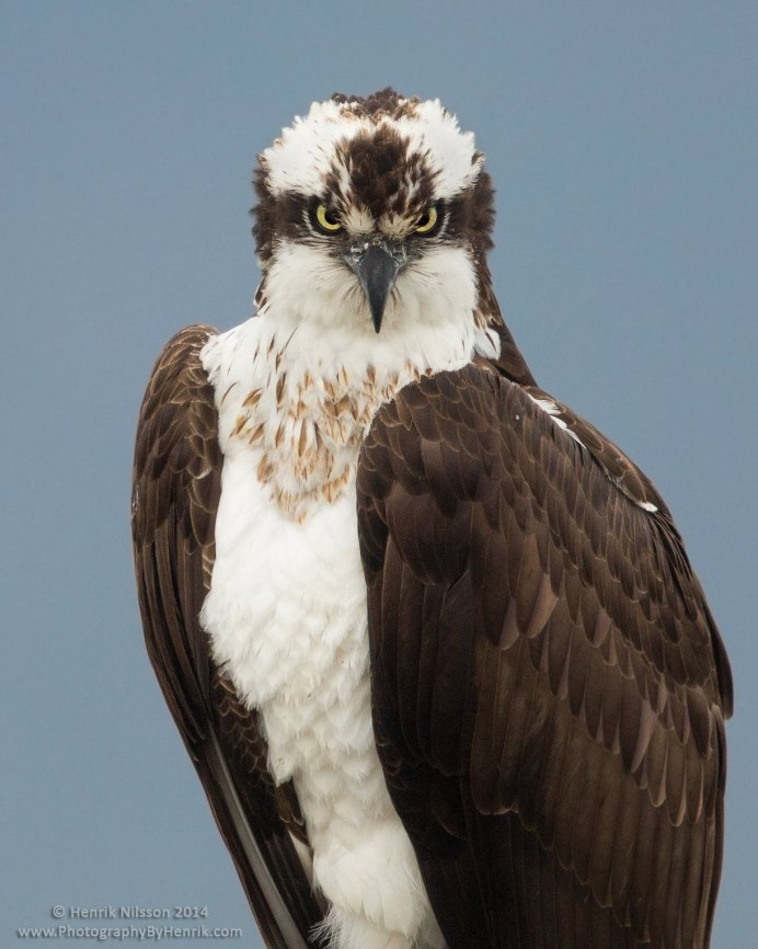 Маленькая птичка с белой грудкой