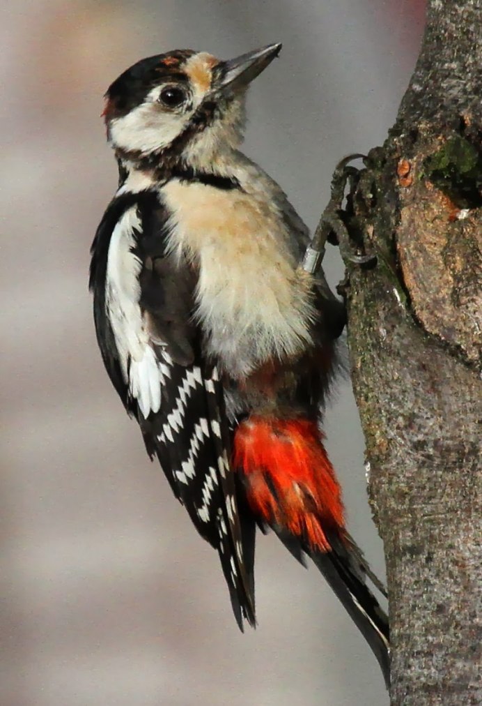 Обыкновенный Зяблик голос