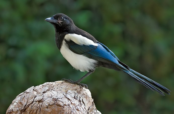 Птица с белой грудкой и длинным клювом