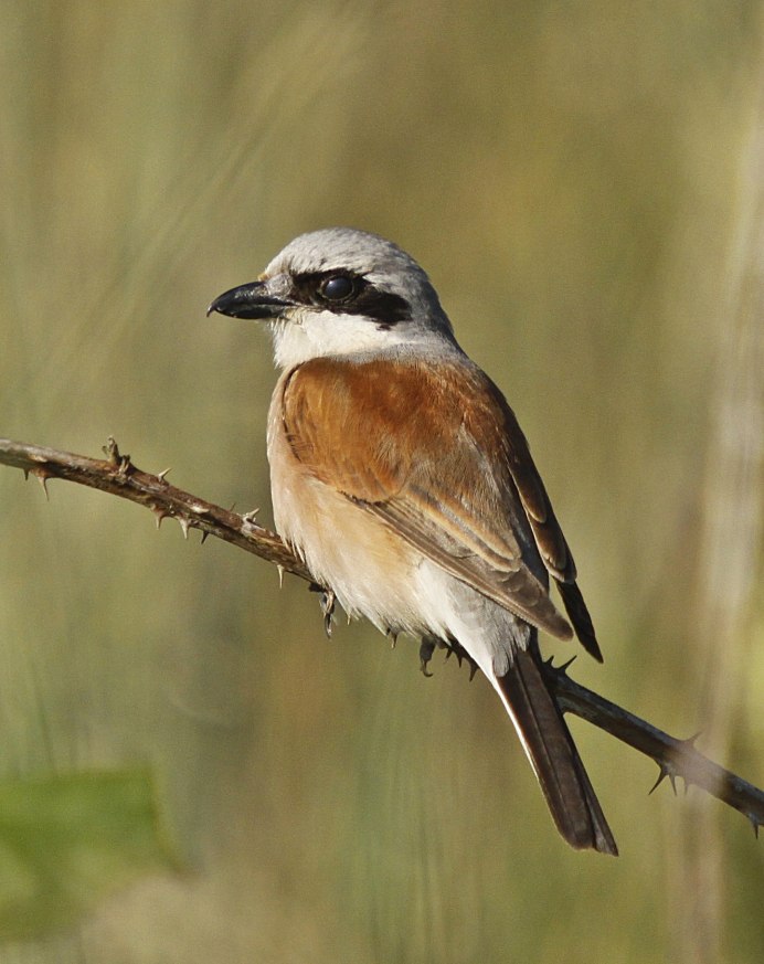 Петрушка мухоловка птица