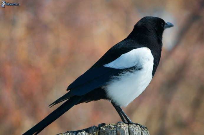 Птичка белая с черным