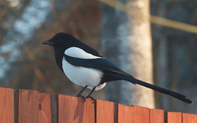 Серая Сойка птица