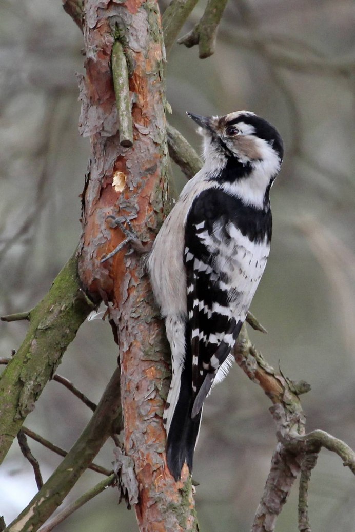 Пестрый американский дятел 5 букв