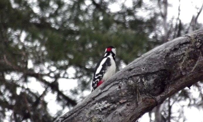 Anisarchus Medius фото