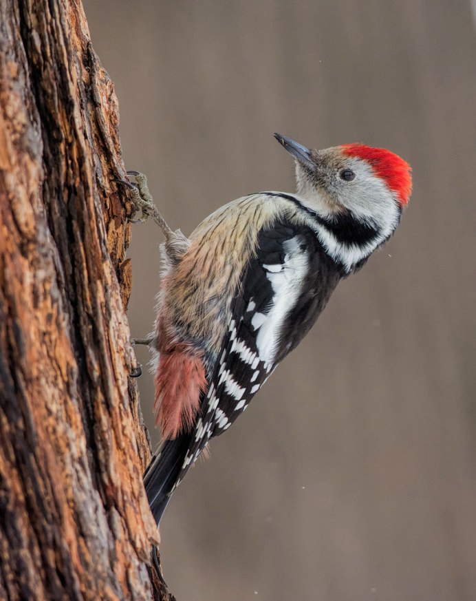 Большой пестрый дятел самец