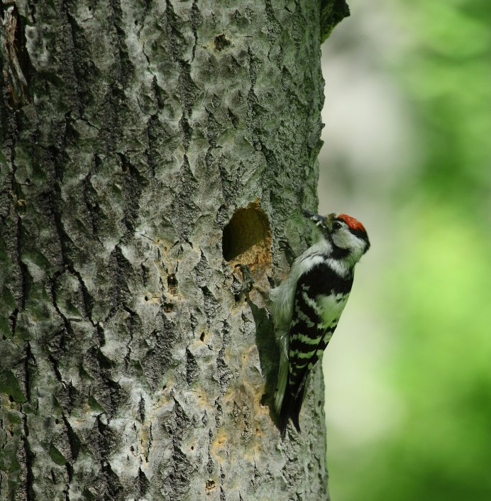 Дятел труженик а Тороев