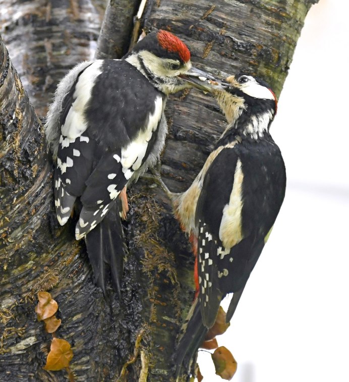Дятлообразные представители
