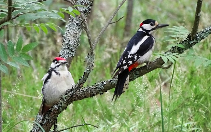 Большой пестрый дятел самка